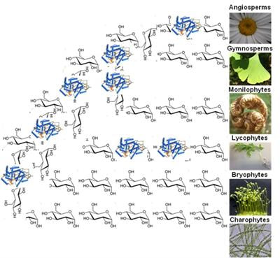Cover image for research topic "Co-Evolution of Plant Cell Wall Polymers"