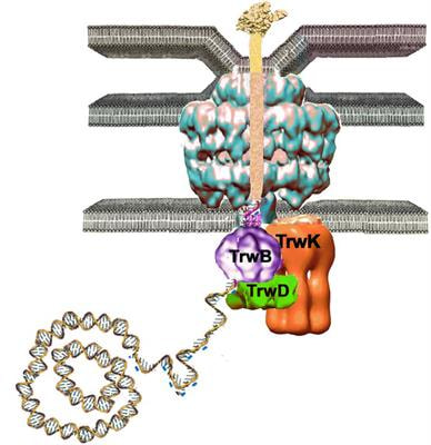 Cover image for research topic "Bacterial Secretion Systems"