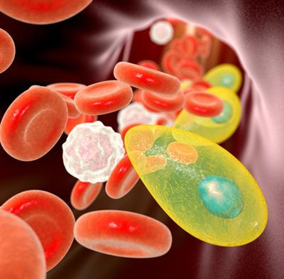 Cover image for research topic "Toxoplasma gondii Host Interactions: A Story of Immune Attack and Parasite Counterattack"