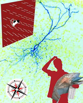 Cover image for research topic "Coding for Spatial Orientation in Humans and Animals:  Behavior, Circuits and Neurons"