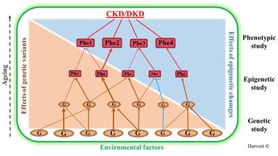 Cover image for research topic "Genetics of Kidney Diseases"