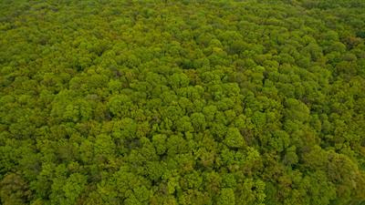 Cover image for research topic "Intact Forests"