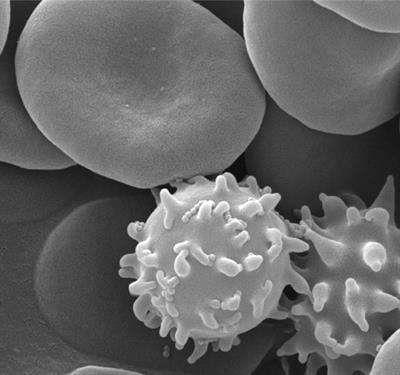 Cover image for research topic "Membrane Processes in Erythroid Development and Red Cell Life Time"