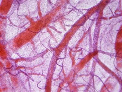 Cover image for research topic "Microcirculation in the Critically Ill Pediatric Patient"