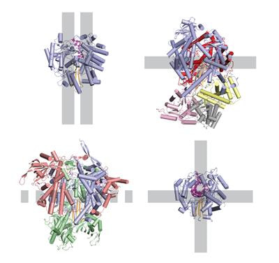Cover image for research topic "RNA Virus Polymerases: Forming Bonds and Balancing Errors "