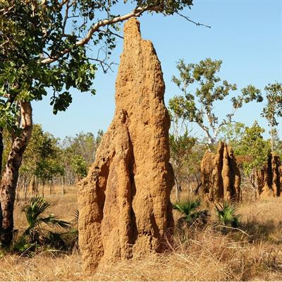Cover image for research topic "Microbial Drivers of Sociality – from Multicellularity to Animal Societies"