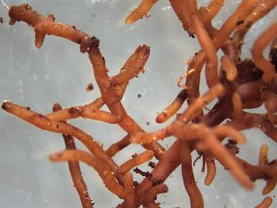 Cover image for research topic "Drought and Salinity Tolerance in Mycorrhizal Plants "