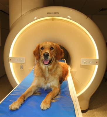Cover image for research topic "The Neurobiology of Human-Animal Bonding"