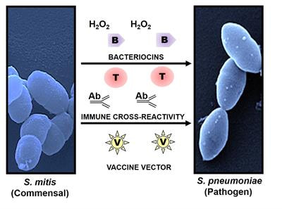 Cover image for research topic "Understanding and Exploiting Host-Commensal Interactions to Combat Pathogens"