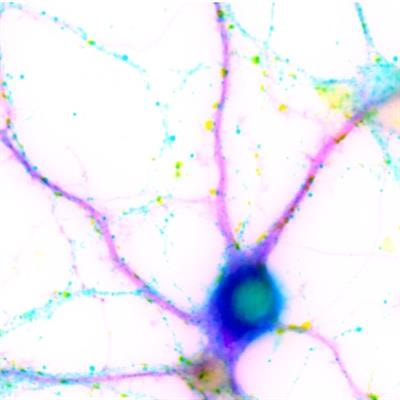 Cover image for research topic "Emerging Mechanisms in Dynamic GABAergic Inhibition"