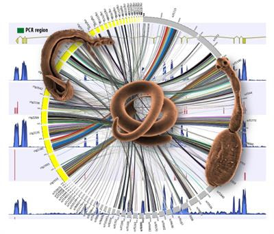 Cover image for research topic "Novel Frontiers in Helminth Genomics"