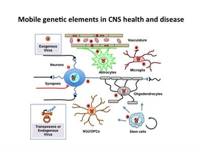 Cover image for research topic "Modulation of Central Nervous System Function by Mobile Genetic Elements in Health and Disease"