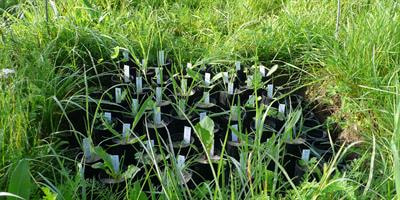Cover image for research topic "The Next Step: Disentangling the Role of Plant-Soil Feedbacks in Plant Performance and Species Coexistence Under Natural Conditions"