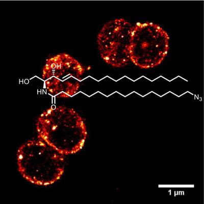 Cover image for research topic "Sphingolipids in Infection Control"