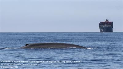 Cover image for research topic "Impacts of Shipping on Marine Fauna"