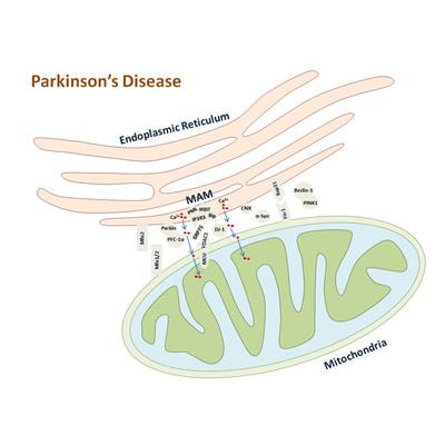 Cover image for research topic "Mitochondria and Endoplasmic Reticulum Dysfunction in Parkinson’s Disease"