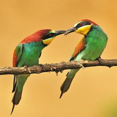 Cover image for research topic "Cooperation and Coordination in the Family"