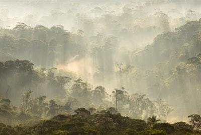 Cover image for research topic "Climate Effects on Tree Volatile Phytochemistry: Patterns and Consequences"