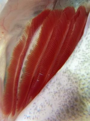 Cover image for research topic "Impact of Ocean Warming and Acidification on Marine Fish Health"