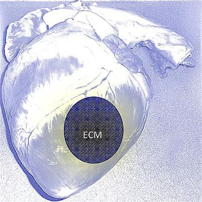 Cover image for research topic "Extracellular Matrix for Cardiovascular Reconstruction"