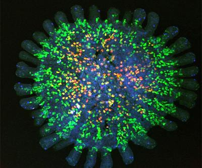 Cover image for research topic "Immunological Consequences of Antigen Sampling at Mucosal Surfaces"