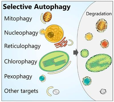 Cover image for research topic "Organelle Autophagy in Plant Development"