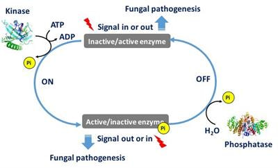 Cover image for research topic "Fungal Pathogenicity-related Kinases and Phosphatases"