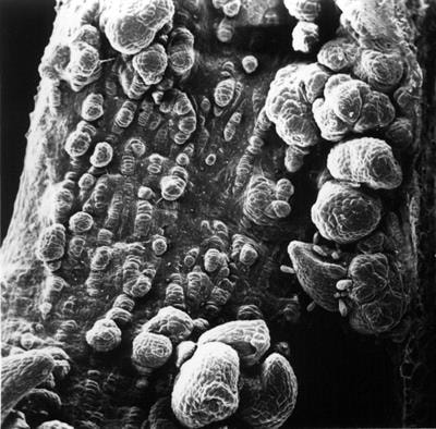 Cover image for research topic "Orchid Genomics and Developmental Biology"