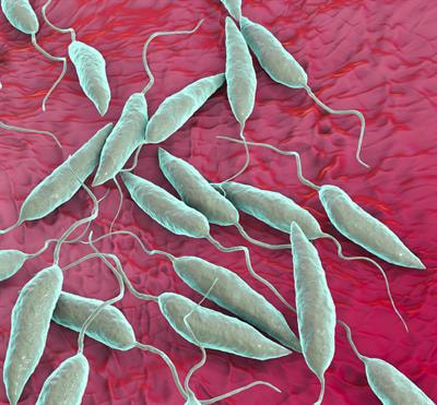 Cover image for research topic "Immunobiology of Leishmaniasis"