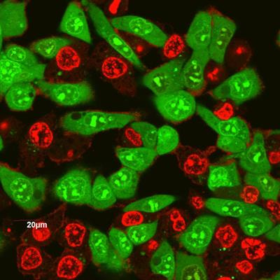 Cover image for research topic "Advances in Drug Formulation"