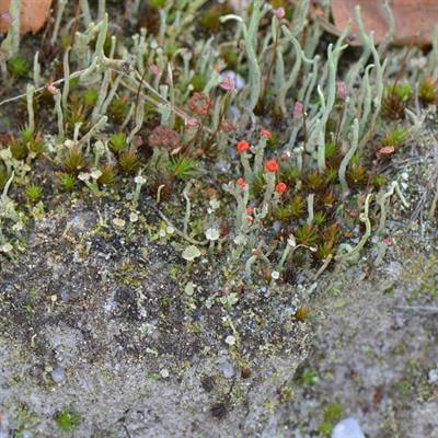 Cover image for research topic "Ecological Development and Functioning of Biological Soil Crusts After Natural and Human Disturbances"