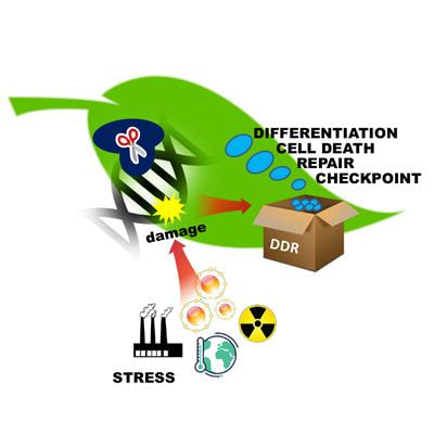 Cover image for research topic "The Maintenance of Genome Integrity in Plants: Novel Challenges in Basic and Applied Research"