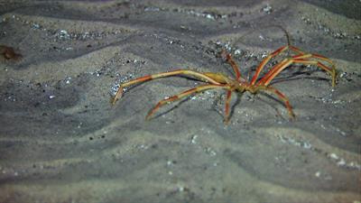 Cover image for research topic "Seafloor Mapping of the Atlantic Ocean"