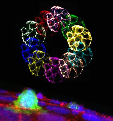 Cover image for research topic "Forces in Biology - Cell and Developmental Mechanobiology and Its Implications in Disease"