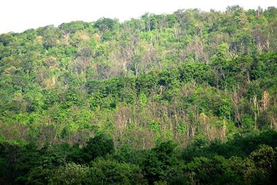 Cover image for research topic "Climate, Forest Disturbance and Insect Pests"