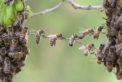 Cover image for research topic "Cooperation"