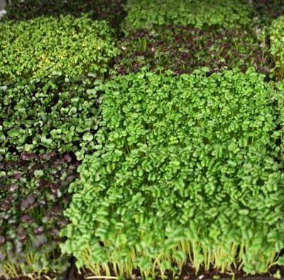 Cover image for research topic "Sprouts, Microgreens and Edible Flowers: Modulation of Quality in Functional Specialty Crops"