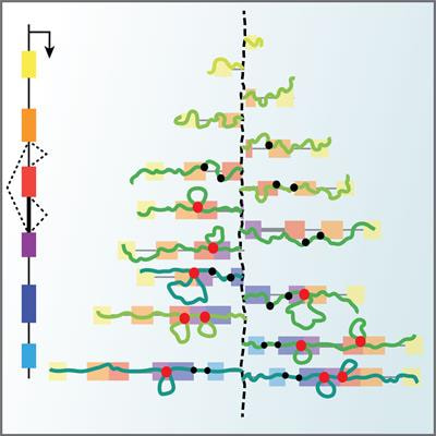Cover image for research topic "Alternative Splicing Regulation in Plants"