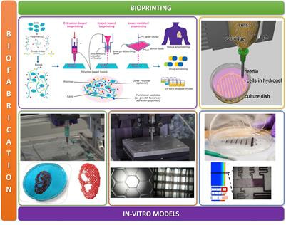 Cover image for research topic "Biomimetic Fabrication for 3D Biology: Part II"