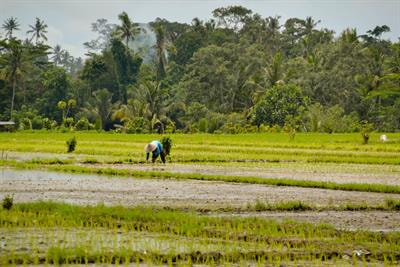 Cover image for research topic "Impacts of Tropical Landscape Change on Human Diet and Local Food Systems"