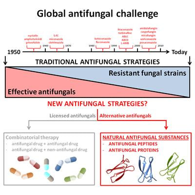 Cover image for research topic "Antifungal Active Peptides and Proteins to Overcome Pesticide- and Drug-Resistance of Pathogenic Fungi"