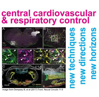 Cover image for research topic "Central Cardiovascular and Respiratory Control: New Techniques, New Directions, New Horizons"