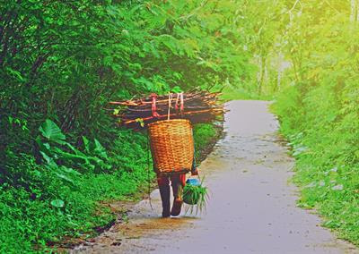 Cover image for research topic "African Forest Livelihoods"