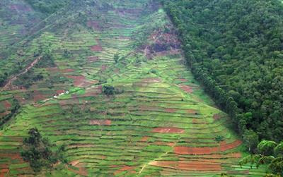 Cover image for research topic "Fragmentation and Connectivity in Forest Landscapes"