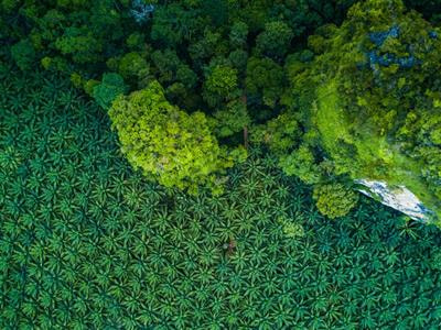 Cover image for research topic "Land-use Change Impacts on Tropical Ecosystems"