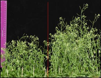 Cover image for research topic "Novel Insights into Hormonal Crosstalk in Interactions Between Plants and Pathogens/Insect Pests"