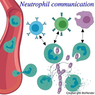 Cover image for research topic "Neutrophil Communication"