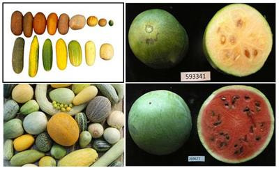 Cover image for research topic "Translational Research for Cucurbit Molecular Breeding: Traits, Markers, and Genes"