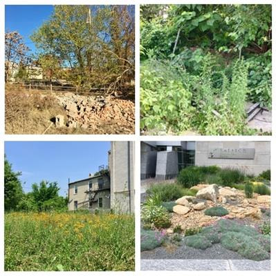 Cover image for research topic "Patterns and Drivers of Urban Biodiversity"