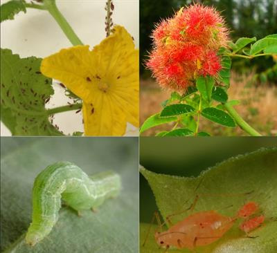 Cover image for research topic "Plant-Arthropod Interactions: Effectors and Elicitors of Arthropods and Their Associated Microbes"